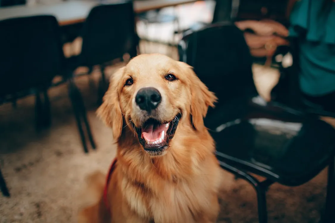 Clay paw print keepsake